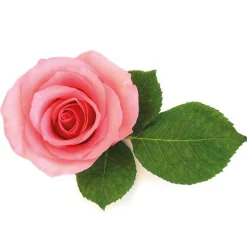 Cerf Dellier Extrait de rose 5% 50 ml