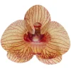 Cerf Dellier Orchidées jaunes azyme (x10)