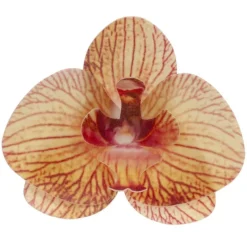 Cerf Dellier Orchidées jaunes azyme (x10)