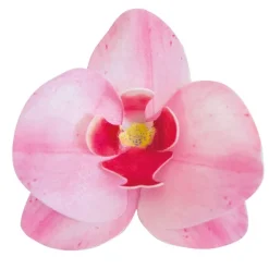 Cerf Dellier Orchidées roses azyme (x10)